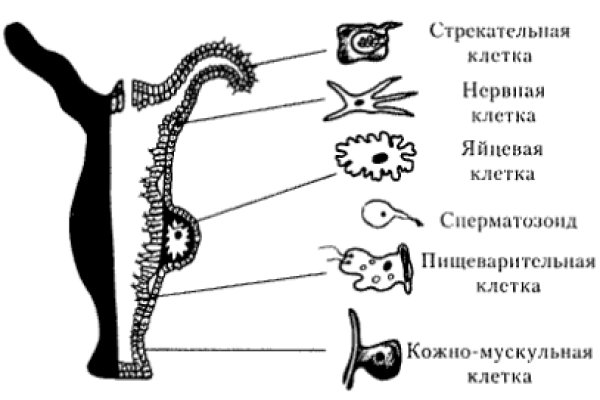 Кракен адрес тор